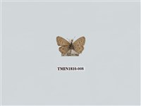 藏品(小灰蝶科)的圖片